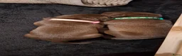 Labrador Retriever dogs for sale: Beautiful Chocolate Labrador puppies in Atherstone - Advert 13