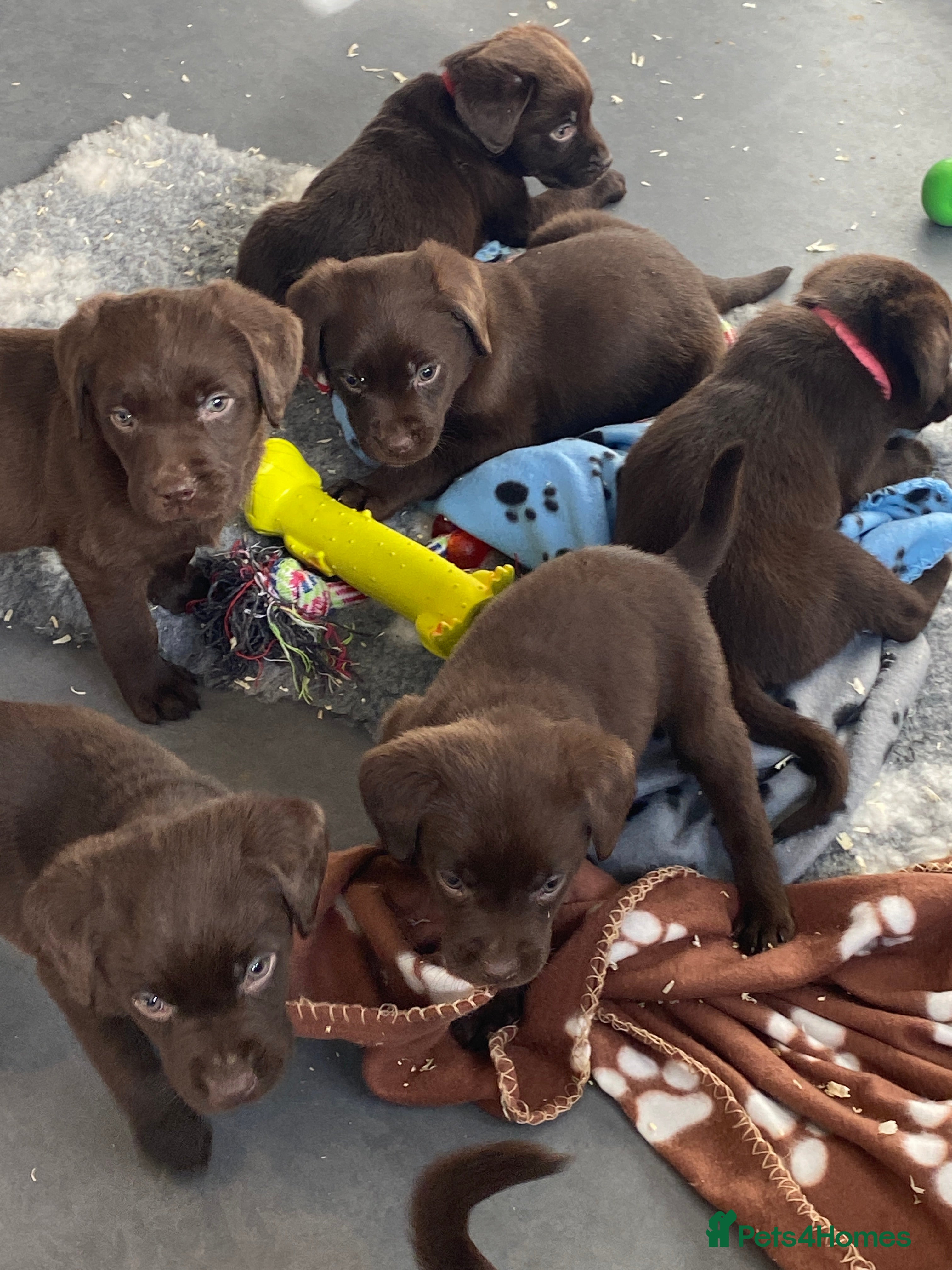Labrador Retriever dogs ONE KC Registered Choc Labrador boy and ONE GIRL  - Advert 12