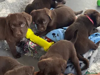 Labrador Retriever dogs ONE KC Registered Choc Labrador boy and ONE GIRL - Advert 12