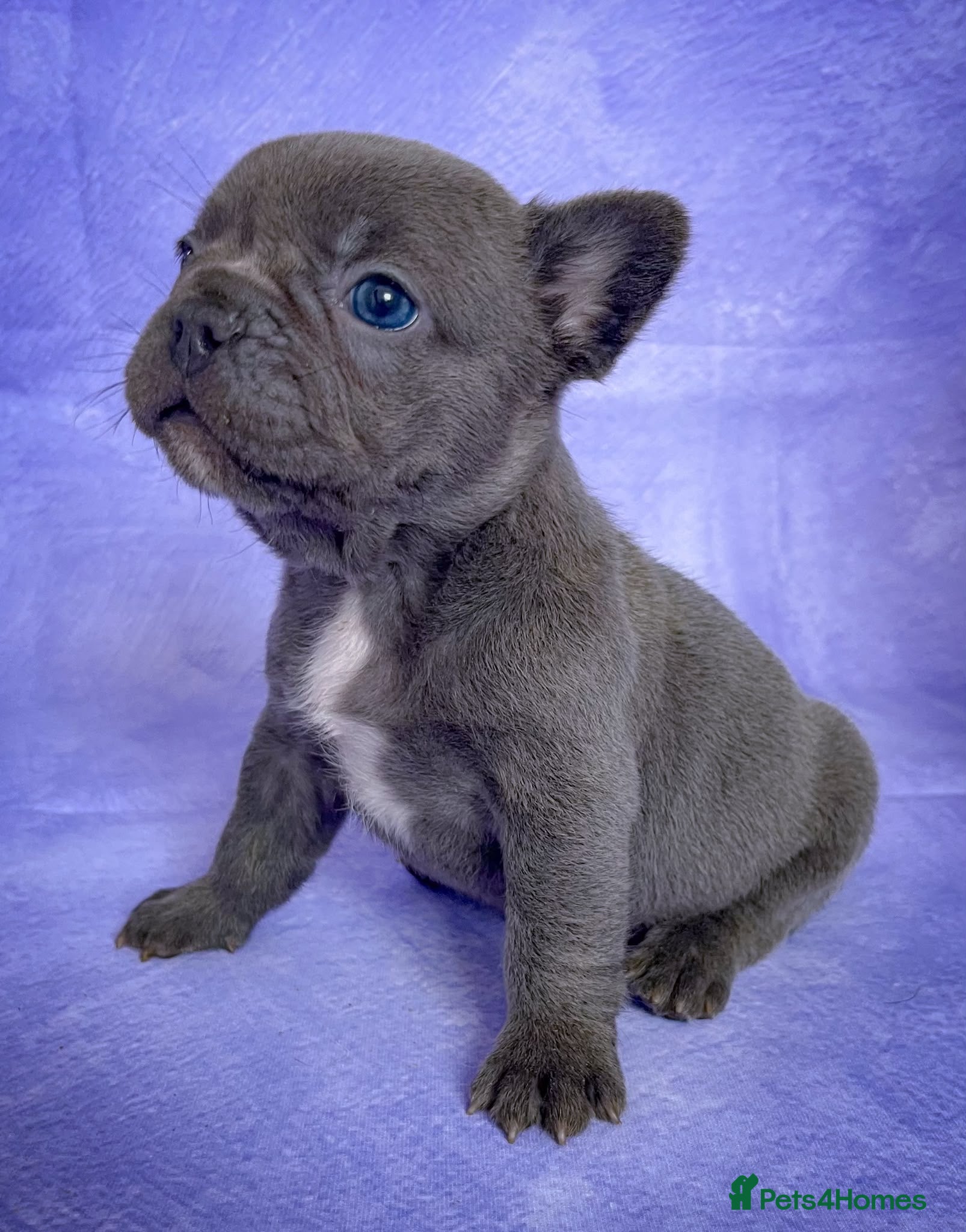 French Bulldog dogs 🐶Lovely puppies🐶 - Advert 2