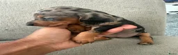 Miniature Dachshund dogs for sale: Stunning Miniature Dachshunds  - Advert 13