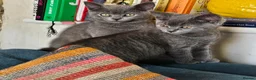 British Shorthair cats for sale: BSH kittens  - Advert 3