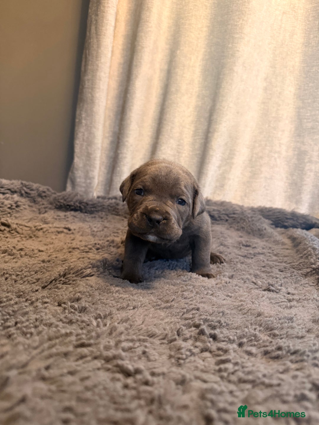 Cane Corso dogs for sale: Exceptional, Champion Bloodline Cane Corso Puppies - Advert 21