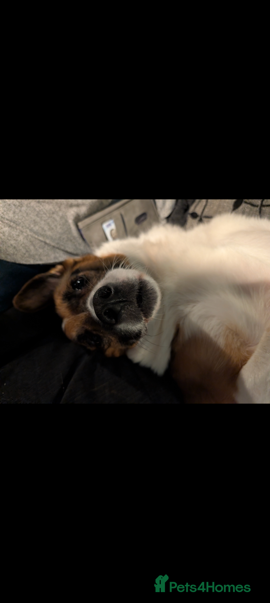 Mixed Breed dogs for sale: Roxanne (Roxie) in Stockport - Advert 5