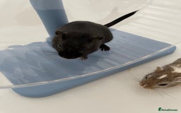 Gerbil rodents for sale: 3 female gerbils and cage etc for sale - Image 5
