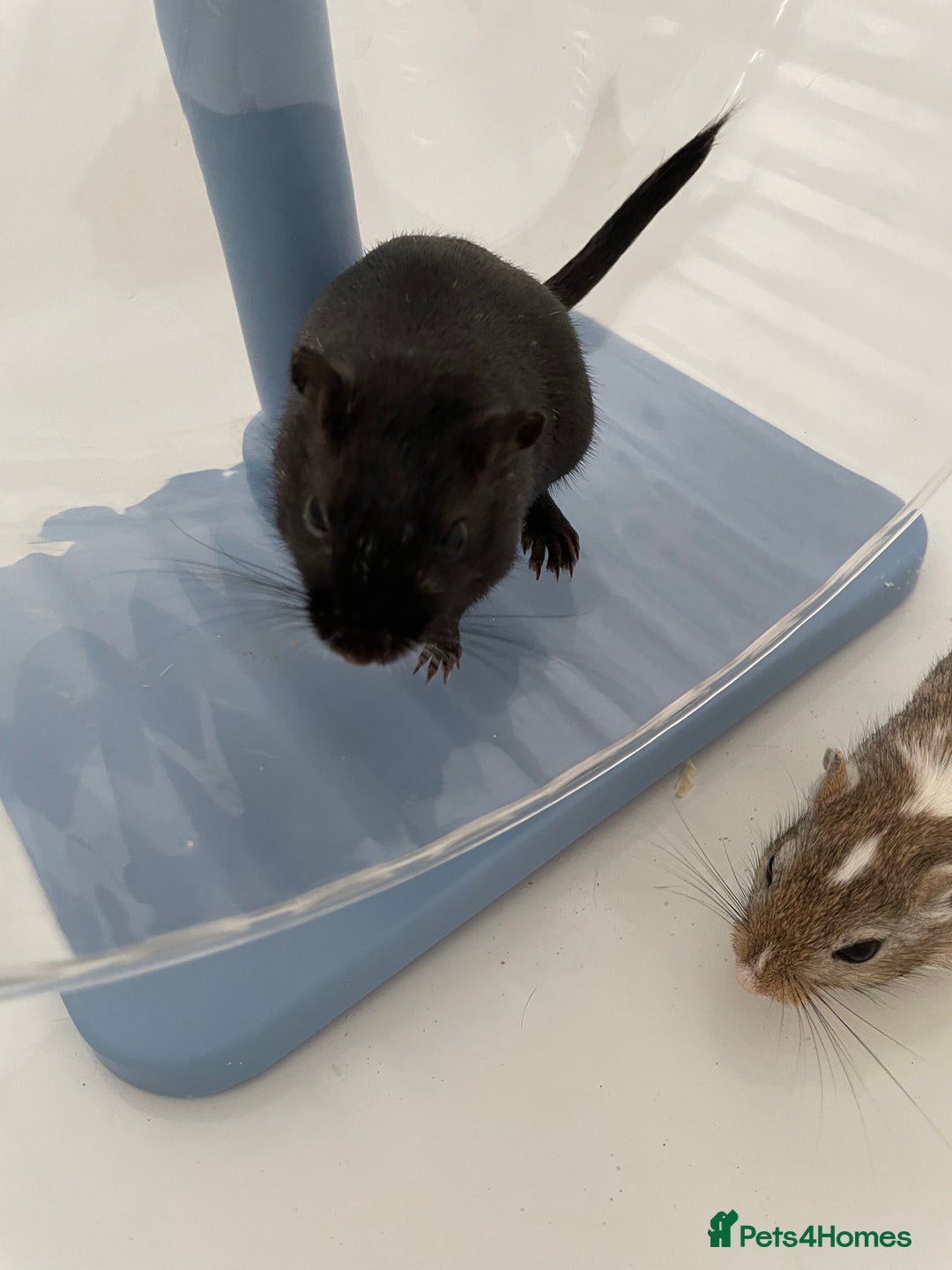 Gerbil rodents for sale: 3 female gerbils and cage etc for sale - Image 5