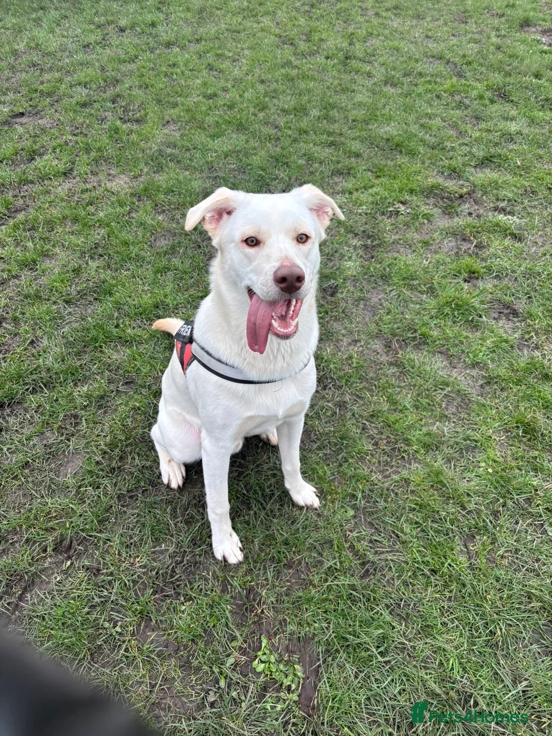 Mixed Breed dogs for sale: 8 month old Lab x husky  - Advert 2