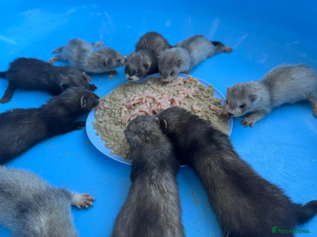 Ferret rodents for sale: Ferret kits  - Advert 2
