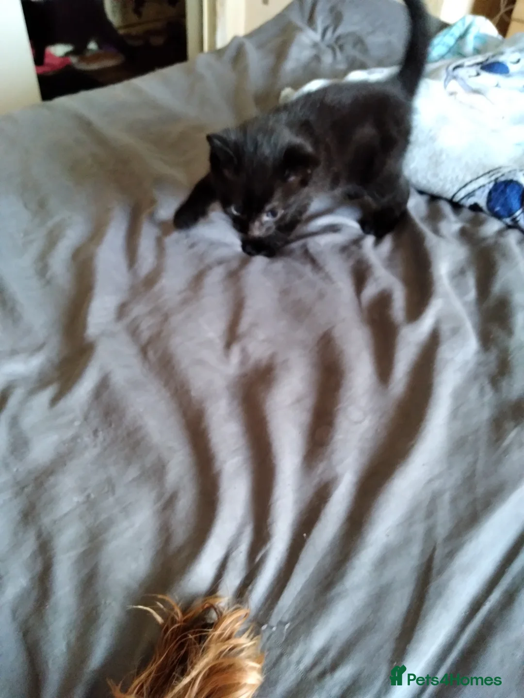 Mixed Breed cats for sale: Four male kittens - Advert 2