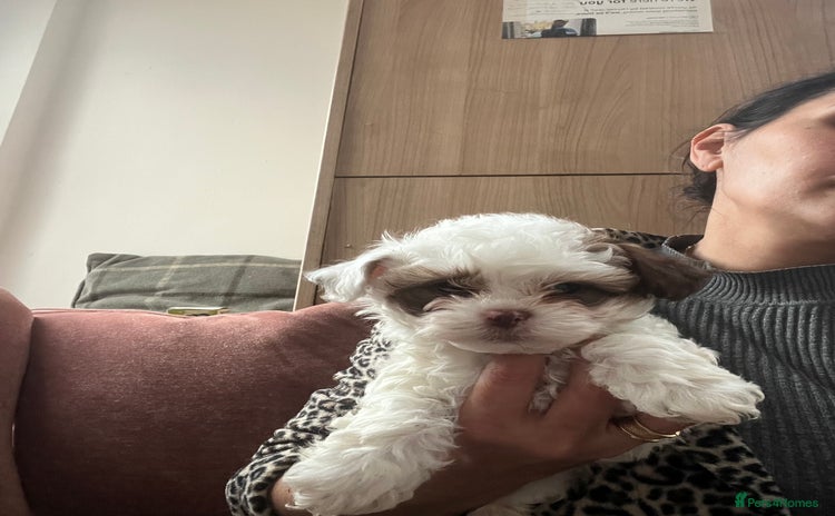 Maltese dogs - Advert 2