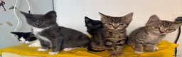 Mixed Breed cats for sale: Little ones are looking for loving home - Advert 25