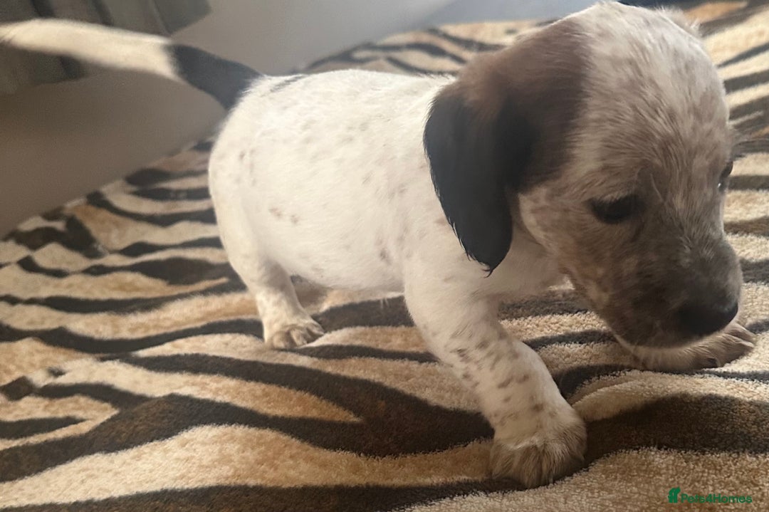 Mixed Breed dogs for sale: Patterdale X cocker spaniel  - Image 18