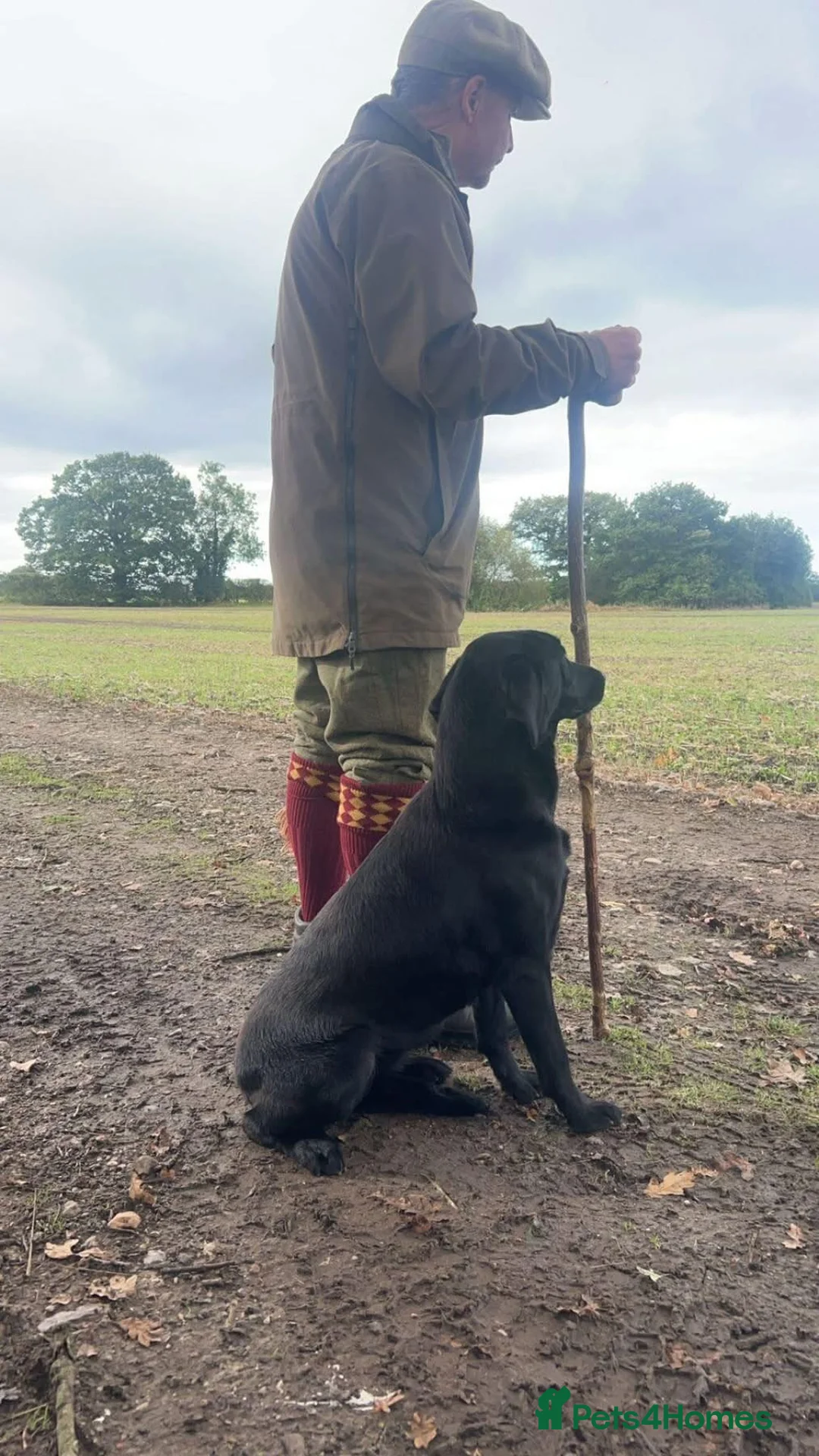 Labrador Retriever dogs for sale: Labrador Pups in Craven Arms - Advert 1