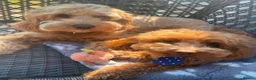 Cockapoo dogs for sale: 🐾 Beautiful F1B Cockapoo Puppies  🐾 - Advert 8