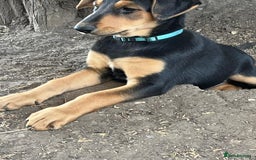 Dobermann dogs for sale: Doberman x Belgian Shepherd  - Image 6