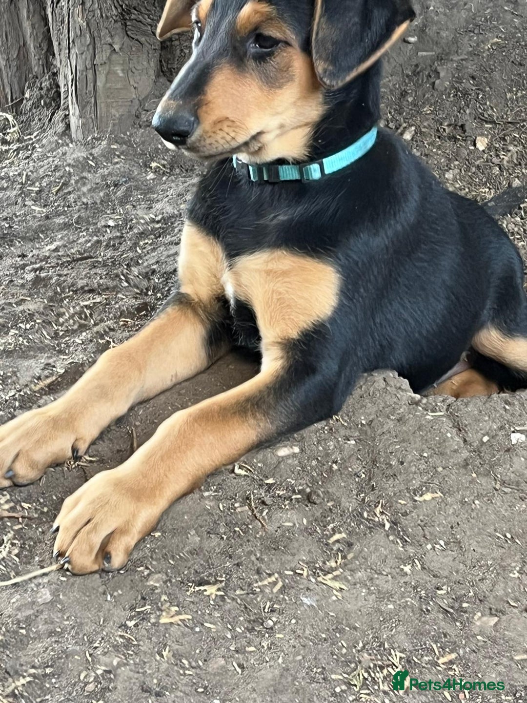 Dobermann dogs for sale: Doberman x Belgian Shepherd  - Image 6