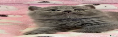 British Shorthair 2