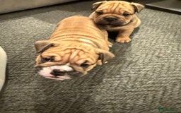 English Bulldog dogs for sale: Traditional English Bulldog Puppies  - Image 32