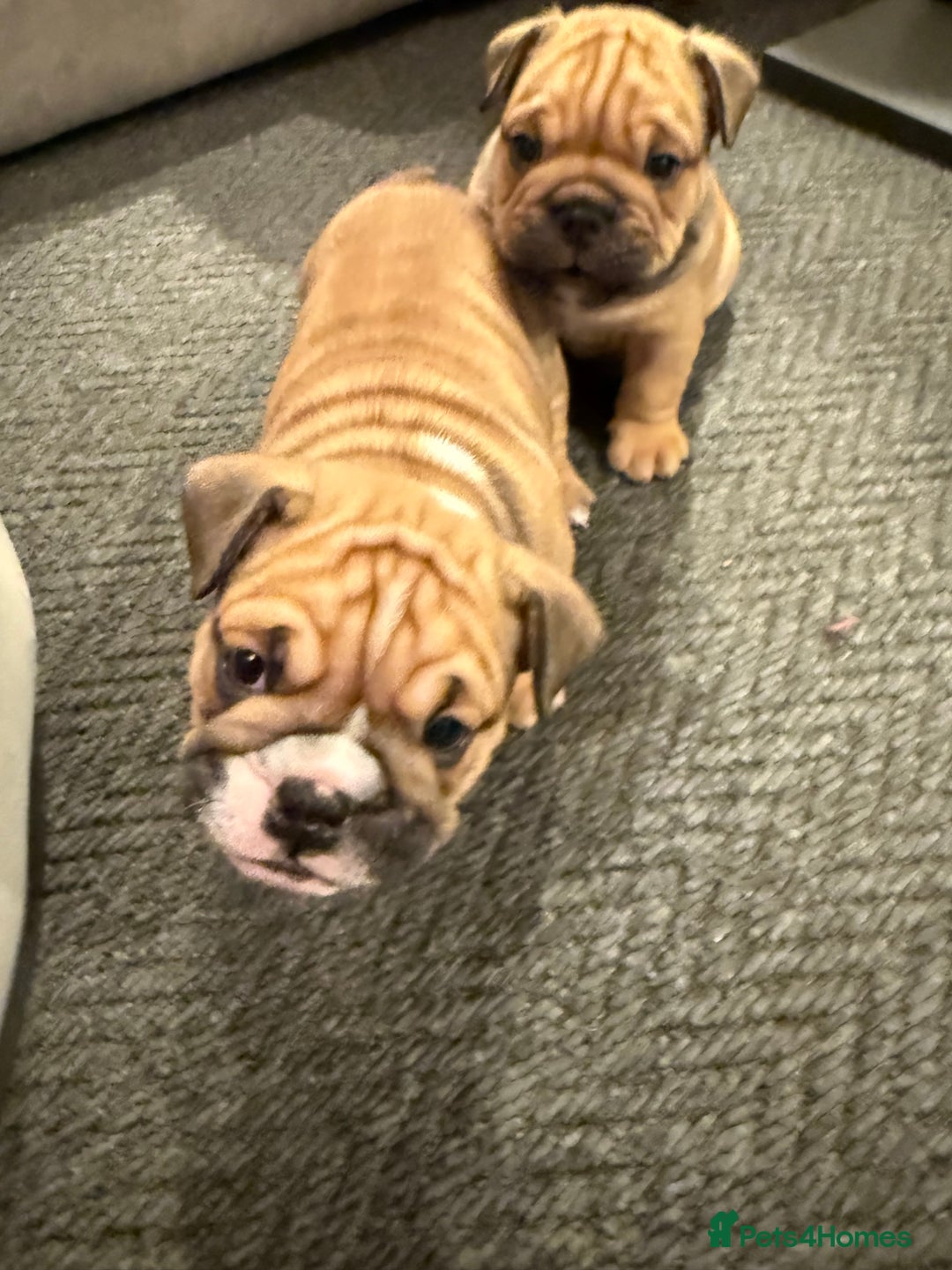 English Bulldog dogs for sale: Traditional English Bulldog Puppies  - Image 32