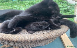 British Shorthair cats for sale: 1 half british shorthair kittens - Image 6