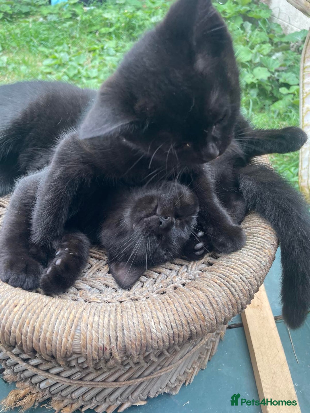 British Shorthair cats for sale: 1 half british shorthair kittens - Image 6