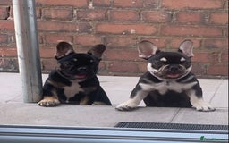 French Bulldog dogs for sale: 2 beautiful french bulldog puppies available  in Oldbury - Image 14