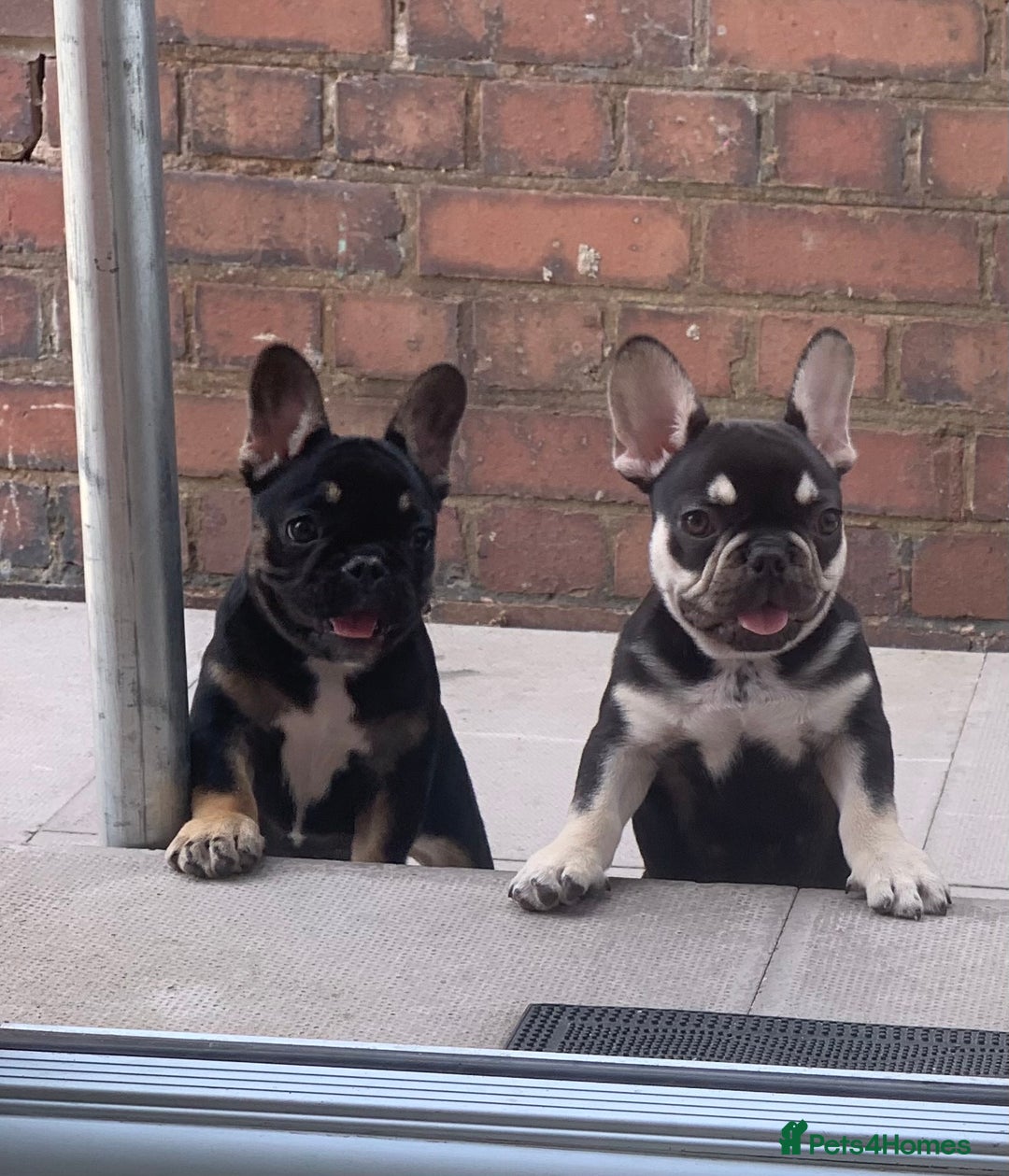 French Bulldog dogs for sale: 2 beautiful french bulldog puppies available  in Oldbury - Image 14