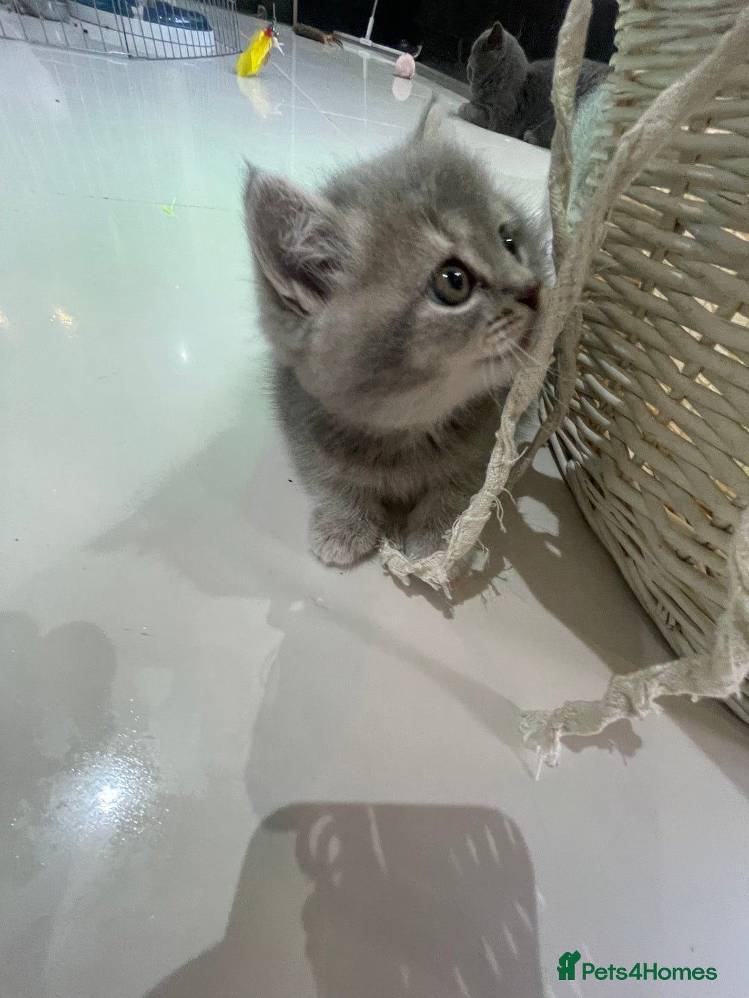 British Shorthair cats for sale: Fabulous, playful and healthy BSH kittens, rare - Image 26