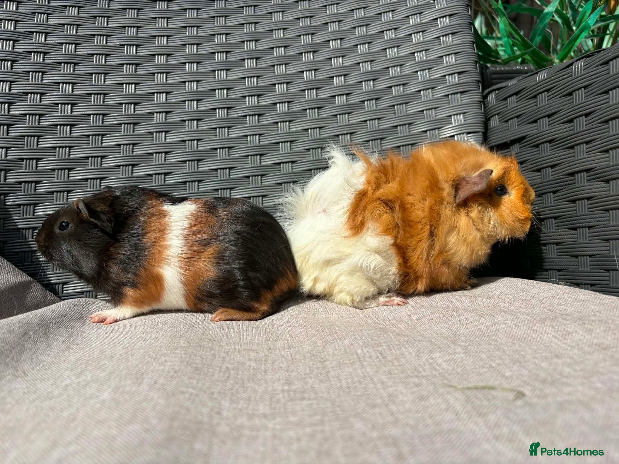 Guinea Pig rodents Sows  - Advert 2