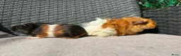 Guinea Pig rodents for sale: Sows  - Advert 2