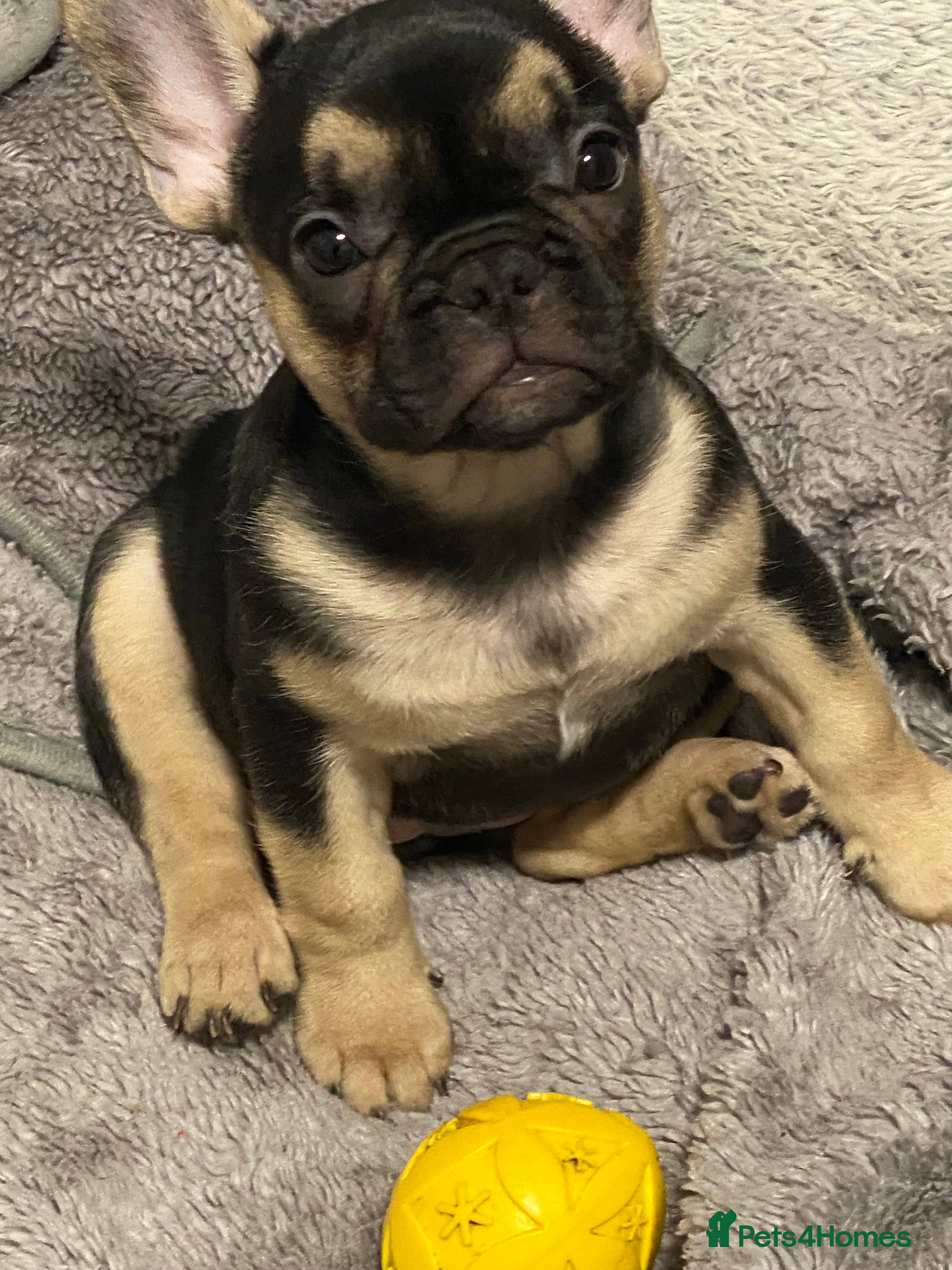 French Bulldog dogs Gorgeous French bulldog puppies 1 m & 1 f - Advert 2