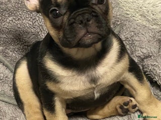 French Bulldog dogs Gorgeous French bulldog puppies 1 m & 1 f - Advert 2