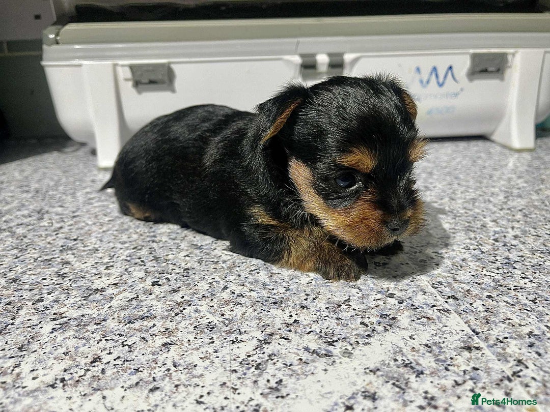 Yorkshire Terrier dogs for sale: Tiny Yorkshire Terrier GIRL - Advert 5