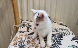 European cats for sale: Beatifull kittens looking good a home - Image 5
