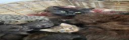 Mixed Breed cats for sale: Beautiful family friendly kittens - Advert 3