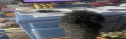 Toy Poodle dogs for sale: KC Healthtested Toy Poodle puppies phantom silver  - Advert 9