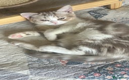 Scottish Fold cats for sale: Beautiful Scottish fold baby’s  in Reading - Image 26