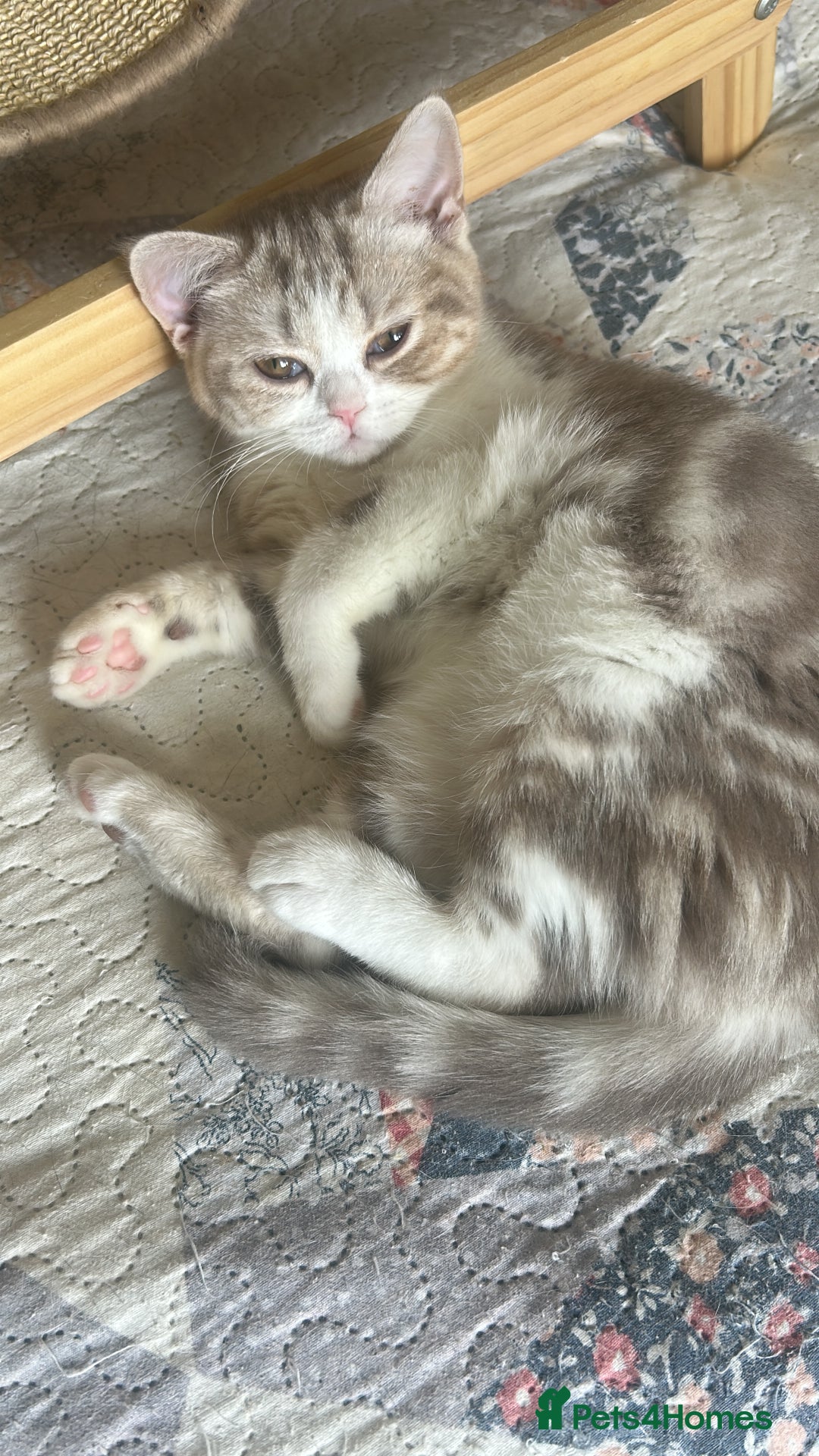 Scottish Fold cats for sale: Beautiful Scottish fold baby’s  in Reading - Image 26
