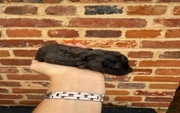 Toy Poodle dogs for sale: Pedigree Toy Poodle puppies, DNA tested parents - Image 6