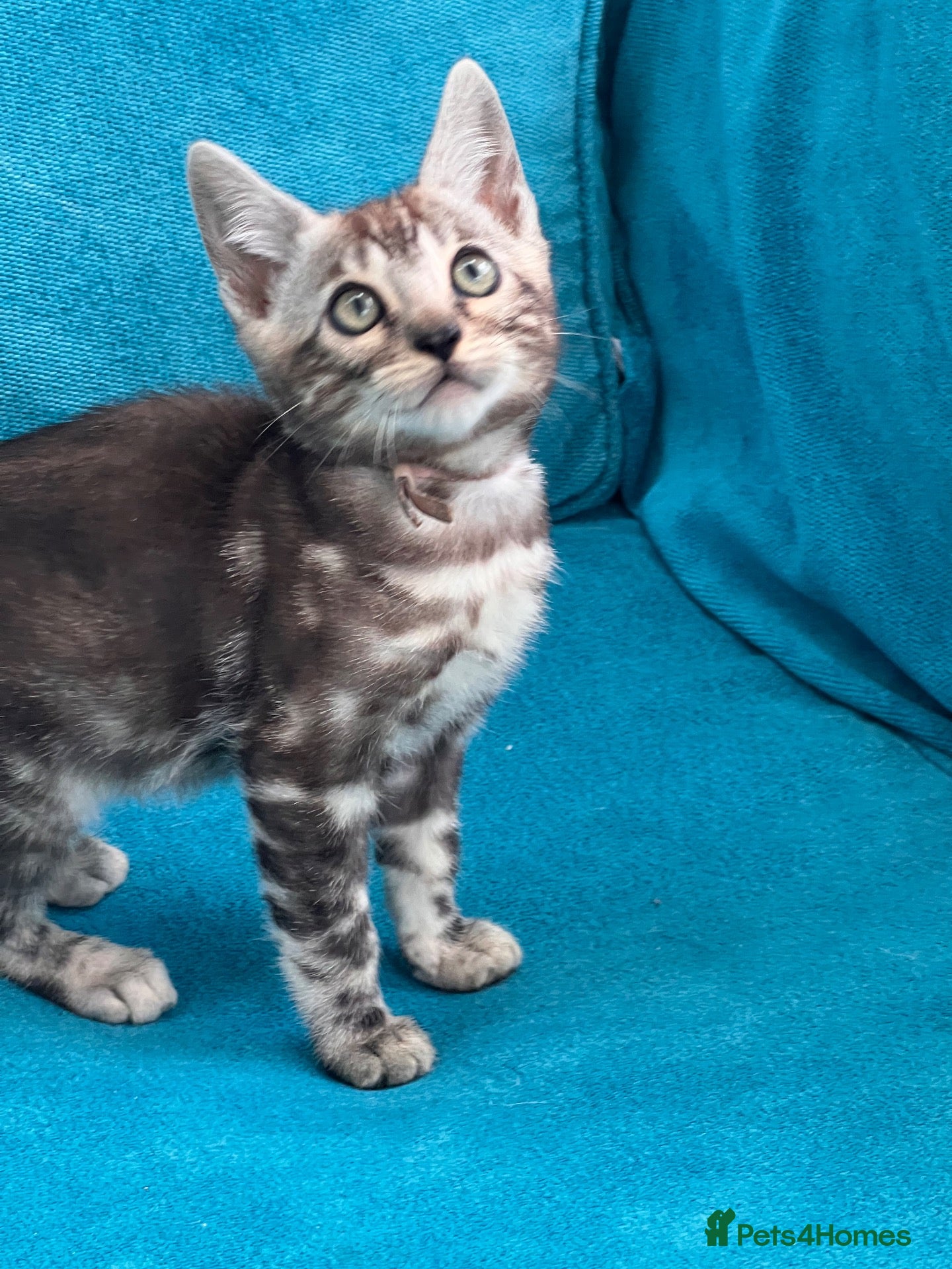 Bengal cats Tica Registered Bengals  - Advert 1