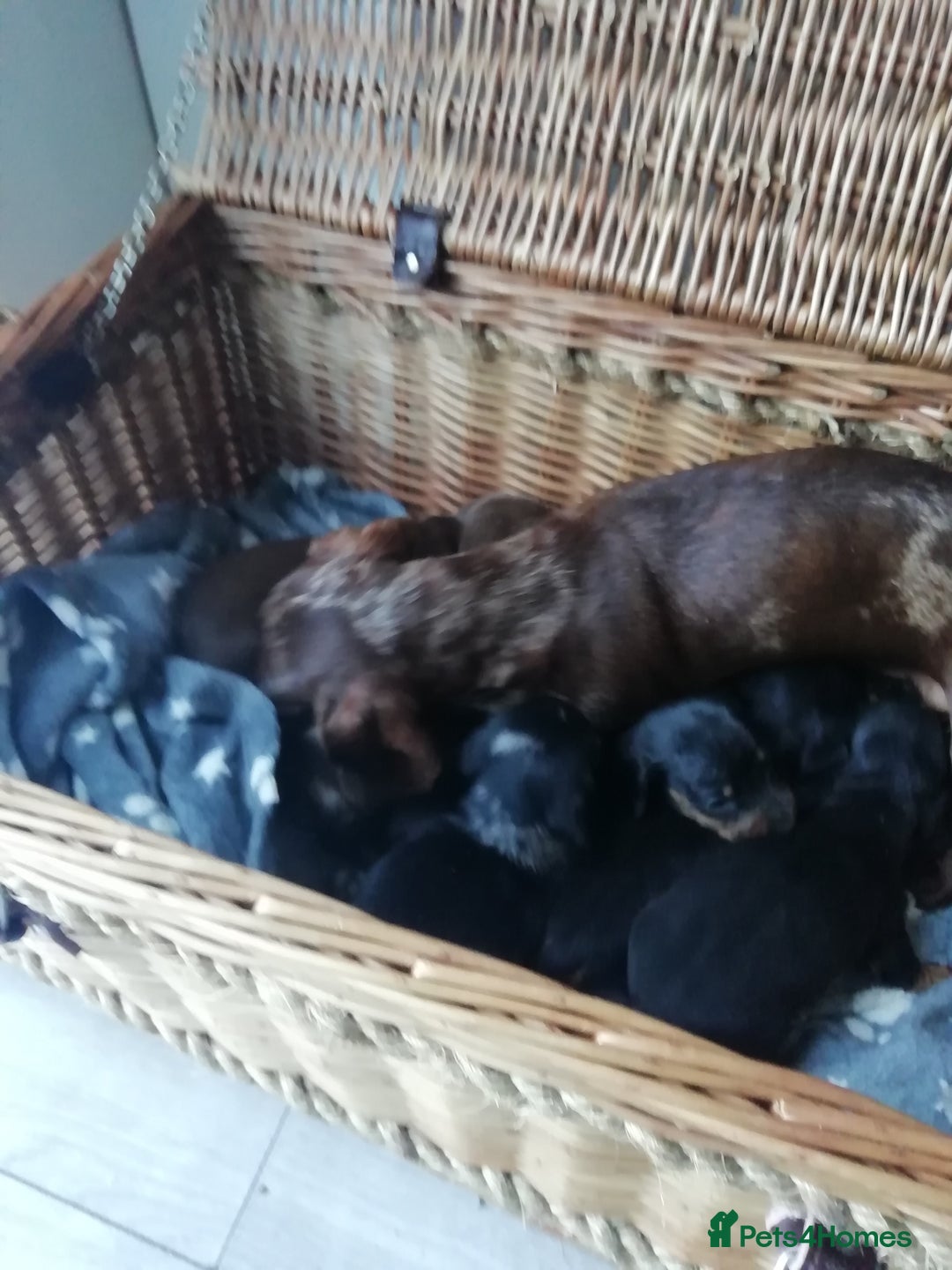 Miniature Dachshund dogs for sale: Miniature Dachshund  - Advert 6