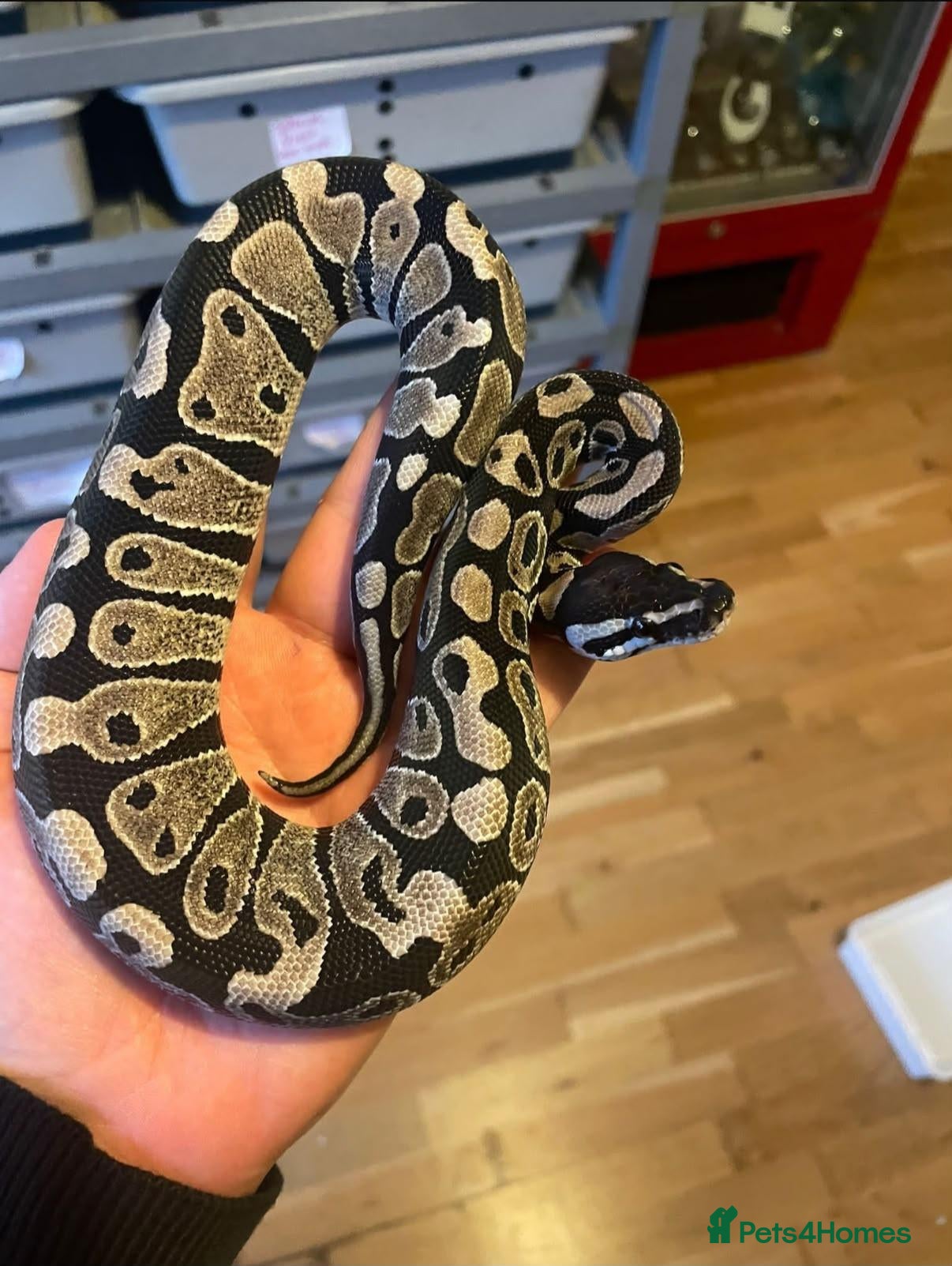 Python Snake reptiles Vpi axanthic het albino  - Advert 1