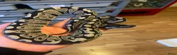 Python Snake reptiles for sale: Vpi axanthic het albino  in Ipswich - Advert 1