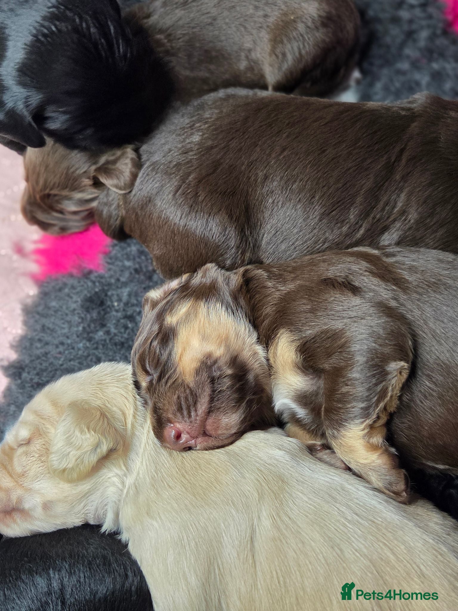 Mixed Breed dogs Field spaniel cross puppies kc Activity registered - Advert 7
