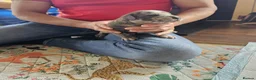 Mixed Breed dogs for sale: Cane Corso x Performance Mastiff   - Advert 11