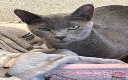 Russian Blue cats for sale:  Russian blue female - Image 2