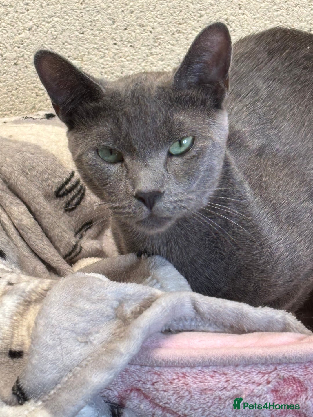 Russian Blue cats for sale:  Russian blue female - Image 2