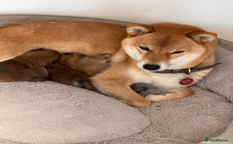 Japanese Shiba Inu dogs - Advert 2