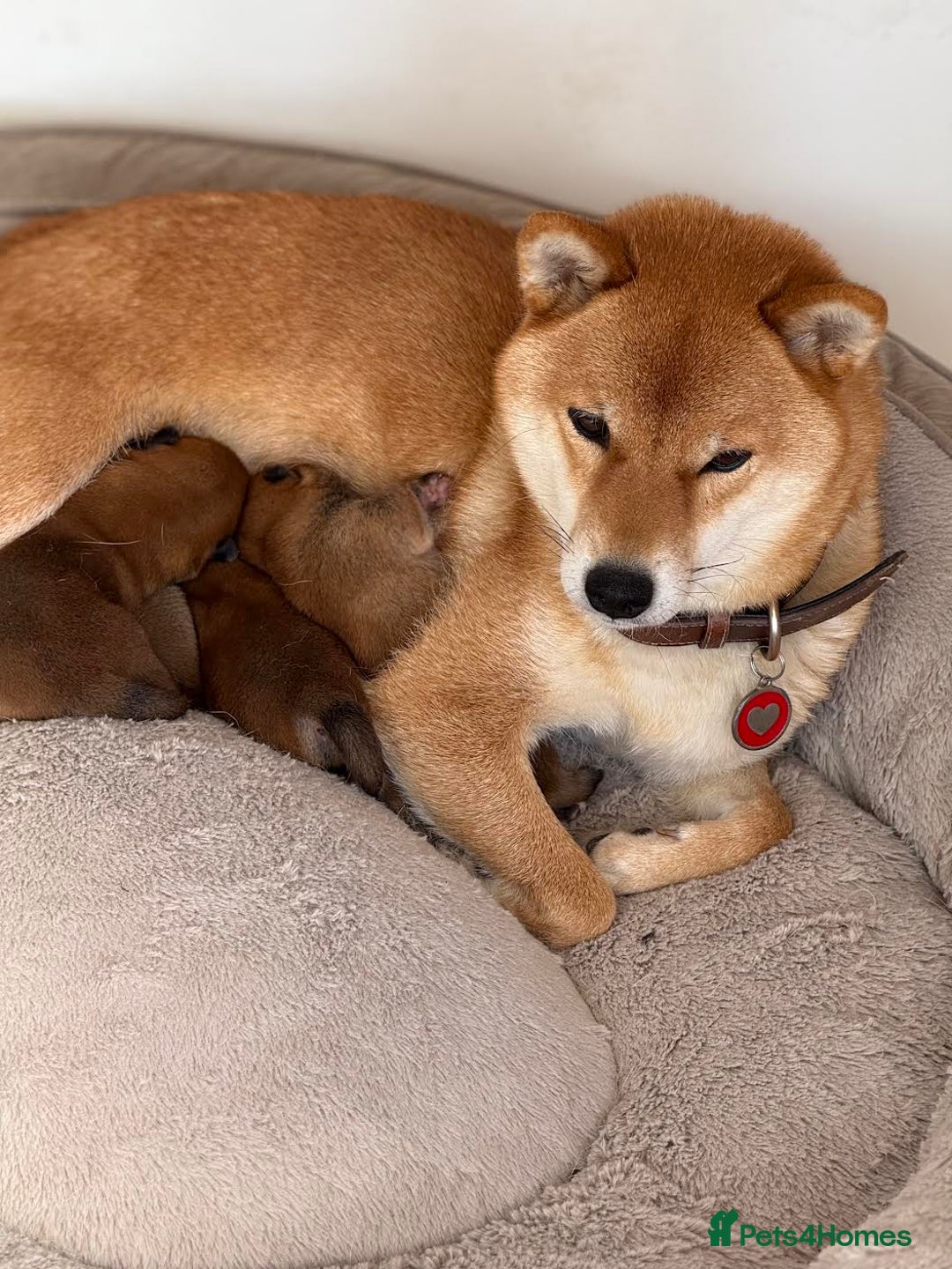 Dog Breeds Shiba Inu Puppies For Sale Gumtree Japanese Shiba Inu