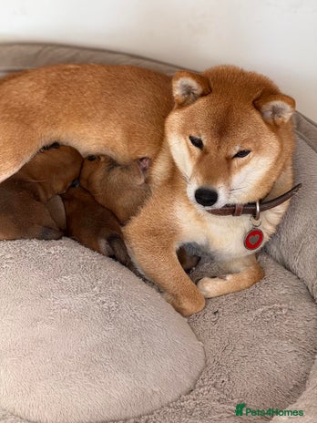Japanese Shiba Inu dogs - Advert 2